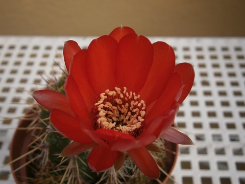 270b.jpg